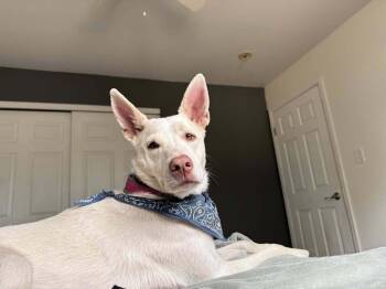 Rescue Great Pyrenees and Australian Shepherd Dogs for Adoption in Colorado Springs, Colorado - Nala | PetCurious