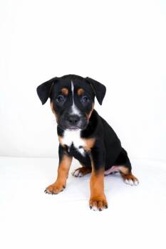 Pit Bull Terrier Dogs Available for Adoption in Bixby, Oklahoma - Kiwi | PetCurious