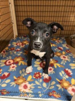 Justice -  Black Labrador Retriever Dog for Adoption in Gautier, Mississippi - Justice | PetCurious