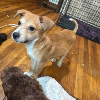 Mixed Breed Dogs Available for Adoption - Nikolai | PetCurious