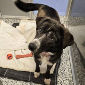 Mixed Breed Dogs Available for Adoption - Ivory | PetCurious