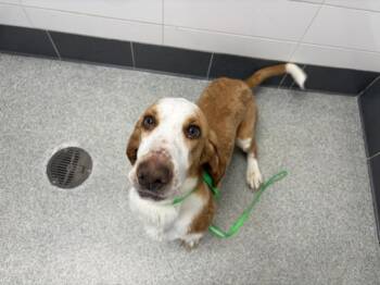 Basset Hound Dogs Available for Adoption in Loveland, Colorado - BOW | PetCurious