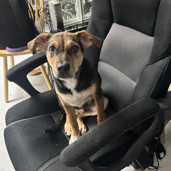 Mixed Breed Dogs Available for Adoption in Uniontown, Pennsylvania - Anatole | PetCurious