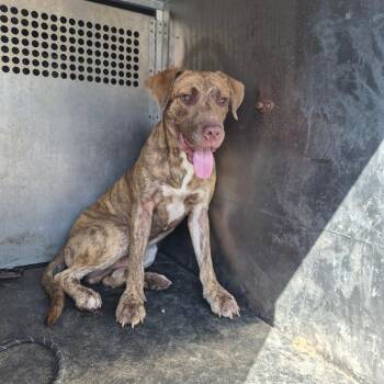 Tooney -  Pit Bull Terrier and Mixed Breed Dog for Adoption in Birmingham, Alabama - Tooney | PetCurious
