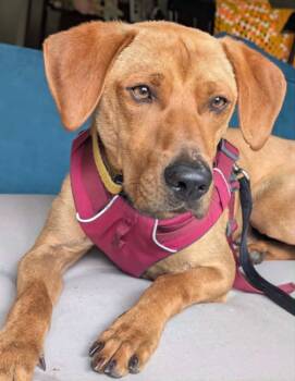 Rescue Hound Dogs for Adoption in Holly Springs, North Carolina - Rockie Hound | PetCurious