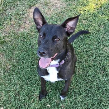 Mcnab Dogs Available for Adoption - Nelly | PetCurious