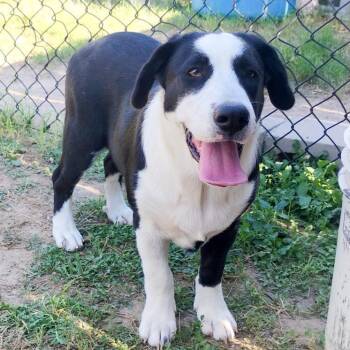 Bernese Mountain Dog and Labrador Retriever Dogs Available for Adoption - Bella | PetCurious