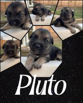 Beagle and Foxhound Dogs Available for Adoption - Pluto | PetCurious