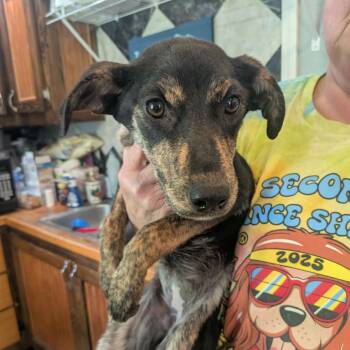 Mixed Breed Dogs Available for Adoption in Boaz, Alabama - Chicha | PetCurious