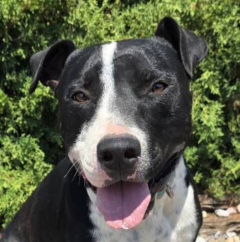 Magnanimous Mr Muldoon - ROCK STAR -  American Staffordshire Terrier Dog for Adoption in North Valley, New Mexico - Magnanimous Mr Muldoon - ROCK STAR | PetCurious