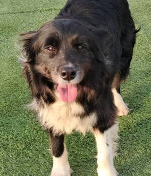 Border Collie Dogs Available for Adoption in Richmond, British Columbia - Marshal | PetCurious