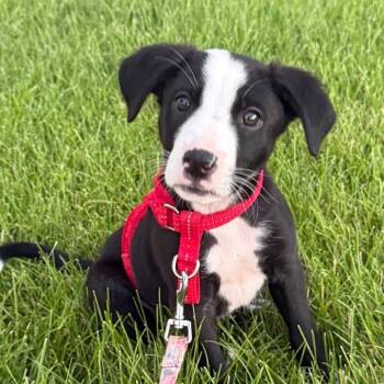 Waylon -  Mixed Breed Dog for Adoption in Lenexa, Kansas - Waylon | PetCurious