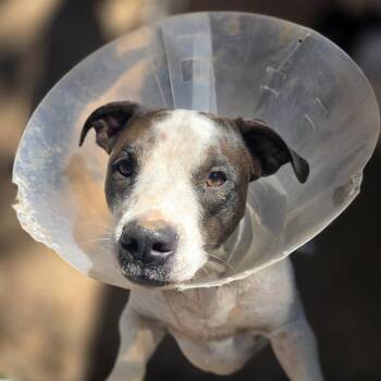 Rescue Pit Bull Terrier and Chihuahua Dogs for Adoption in Bowersville, Georgia - Luigi | PetCurious