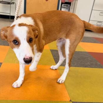 Spud -  Mixed Breed Dog for Adoption in Philadelphia, Pennsylvania - Spud | PetCurious