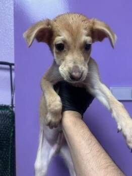 61385066 -  Shepherd and Mixed Breed Dog for Adoption in El Paso, Texas - 61385066 | PetCurious