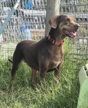 Rescue Hound Dogs for Adoption in Dover, Arkansas - Pokey | PetCurious