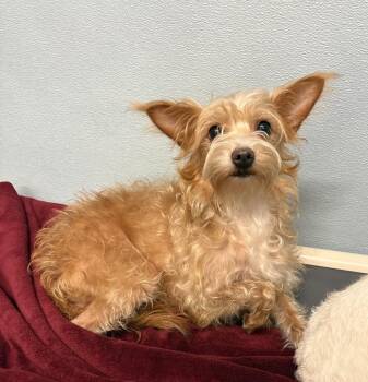 PRINCESS -  Mixed Breed and Yorkshire Terrier Dog for Adoption in Rochester, Indiana - PRINCESS | PetCurious
