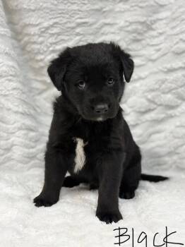 Labrador Retriever Dogs Available for Adoption - Laddie | PetCurious
