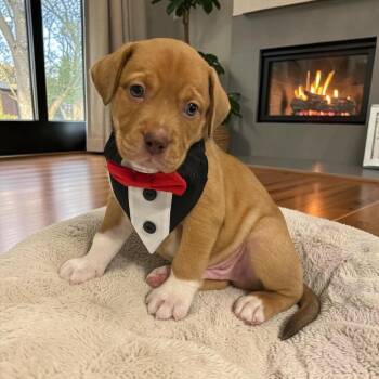 Mixed Breed Dogs Available for Adoption in Fort Worth, Texas - Hulk | PetCurious