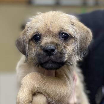 Pug Dogs Available for Adoption in Palm Springs, California - Samuel | PetCurious