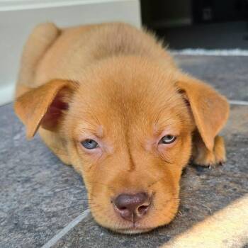 Bertha -  Husky and Mixed Breed Dog for Adoption in Peculiar, Missouri - Bertha | PetCurious