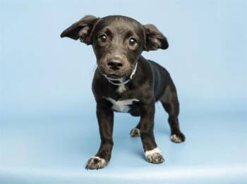 SMOOTHIE -  Pit Bull Terrier and Labrador Retriever Dog for Adoption in Phoenix, Arizona - SMOOTHIE | PetCurious
