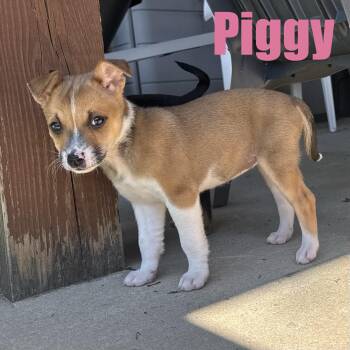Piggy -  Terrier and Mixed Breed Dog for Adoption in Ellicott City, Maryland - Piggy | PetCurious