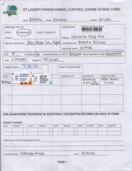 BERTHA -  Carolina Dog Dog for Adoption in Opelousas, Louisiana - BERTHA | PetCurious
