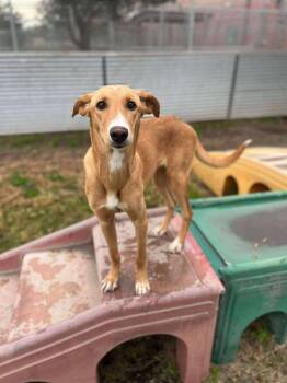Rescue Greyhound Dogs for Adoption in Penryn, California - Billie | PetCurious