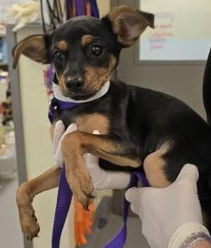 Maribel -  Chihuahua Dog for Adoption in Las Vegas, Nevada - Maribel | PetCurious