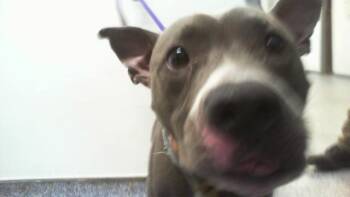 A1269939 -  Pit Bull Terrier Dog for Adoption in Charlotte, North Carolina - A1269939 | PetCurious