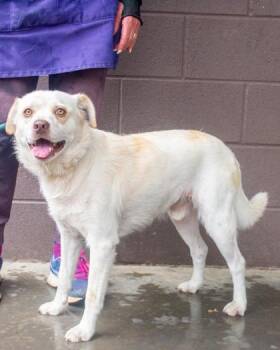 Mountainbari -  Mixed Breed Dog for Adoption in Chamblee, Georgia - Mountainbari | PetCurious