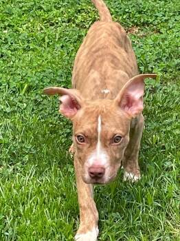 Louise 2026 -  Pit Bull Terrier and Mixed Breed Dog for Adoption - Louise 2026 | PetCurious