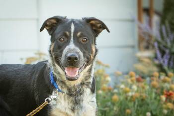 Dozer -  Border Collie and Australian Cattle Dog Blue Heeler Dog for Adoption in Bend, Oregon - Dozer | PetCurious