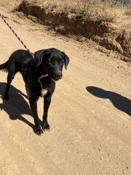 Osa -  Labrador Retriever Dog for Adoption in San Diego, California - Osa | PetCurious