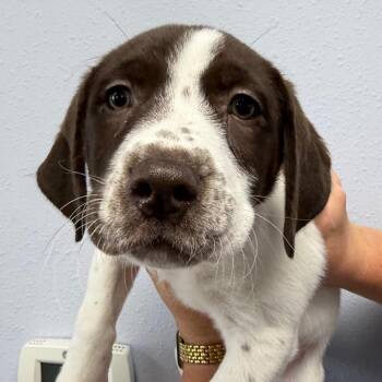 Plumlee -  Great Pyrenees and Labrador Retriever Dog Available for Adoption in Idaho Falls, Idaho - Plumlee | PetCurious