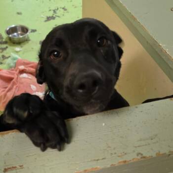 Dachshund Dogs Available for Adoption in Melrose, Florida - Alyssa | PetCurious