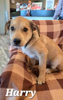 Harry Yrly 382 -  Labrador Retriever Dog for Adoption in Sidney, Ohio - Harry Yrly 382 | PetCurious