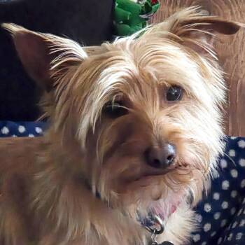 Mr. Wonderful Toto -  Yorkshire Terrier Dog for Adoption in Ridgefield, Washington - Mr. Wonderful Toto | PetCurious