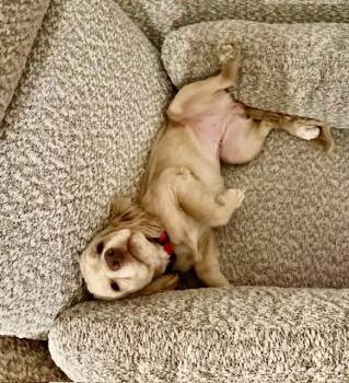 Bonfire -  Cocker Spaniel Dog for Adoption in Austin, Texas - Bonfire | PetCurious