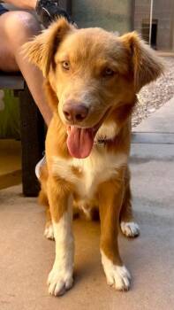 Ted -  Nova Scotia Duck Tolling Retriever Dog for Adoption in Cottonwood, Arizona - Ted | PetCurious