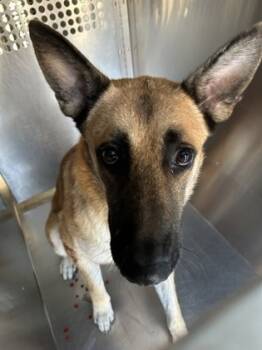 Rescue German Shepherd Dog and Mixed Breed Dogs for Adoption in Fort Worth, Texas - 59651077 | PetCurious