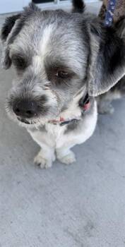 Shih Tzu and Havanese Dogs Available for Adoption in Doral, Florida - LEON | PetCurious