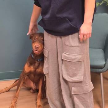 Doberman Pinscher Dogs Available for Adoption - Wilson | PetCurious