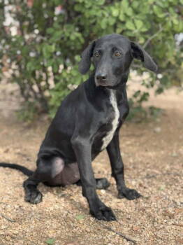 Rescue Doberman Pinscher and Labrador Retriever Dogs for Adoption in Helotes, Texas - Hayden | PetCurious