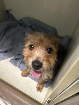 Julie Chin -  Yorkshire Terrier Dog for Adoption in Broken Arrow, Oklahoma - Julie Chin | PetCurious