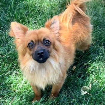 Toast -  Chihuahua and Pomeranian Dog for Adoption in Mead, Colorado - Toast | PetCurious