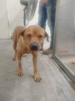 Myrtle -  Mixed Breed Dog for Adoption in Lake City, Arkansas - Myrtle | PetCurious