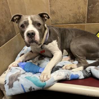 Mamas 54062 -  Pit Bull Terrier Dog for Adoption in Las Vegas, Nevada - Mamas 54062 | PetCurious