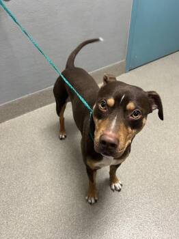 A1423408 -  Border Collie and Mixed Breed Dog Available for Adoption in Las Vegas, Nevada - A1423408 | PetCurious